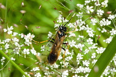 Tenthredo crassa