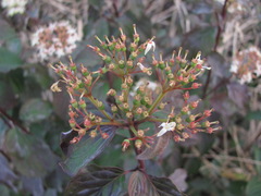 Cornus sanguinea australis