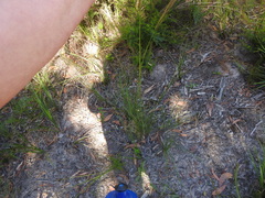 Austrostipa rudis