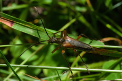 Stenocorus meridianus