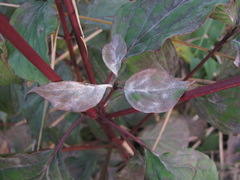 Cornus sanguinea australis