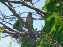 Synallaxis frontalis