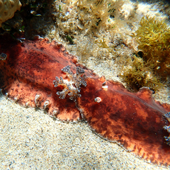 Platydoris cinereobranchiata