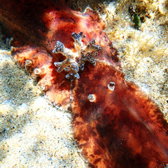 Platydoris cinereobranchiata