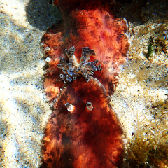 Platydoris cinereobranchiata