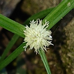 Cyperus mindorensis