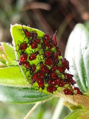 Oncopeltus orourkeae