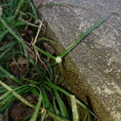 Cyperus mindorensis