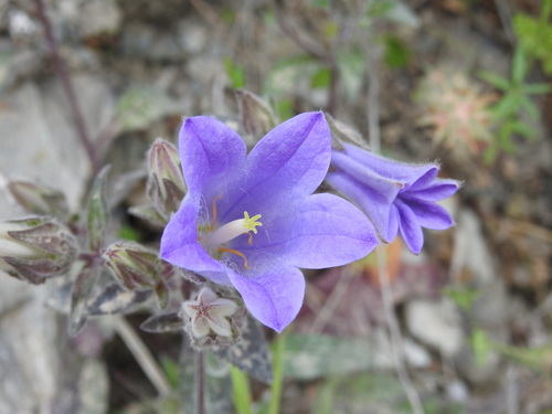 Campanula tubulosa