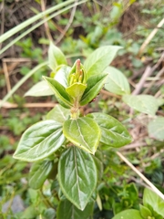 Oncopeltus orourkeae