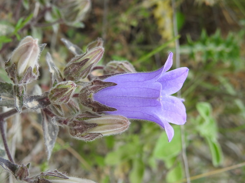 Campanula tubulosa, photograph 1