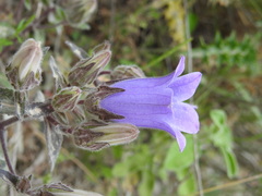 Campanula tubulosa
