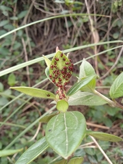 Oncopeltus orourkeae