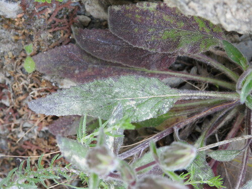 Campanula tubulosa, photograph 2