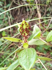 Oncopeltus orourkeae