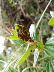 Oncopeltus orourkeae