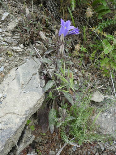 Campanula tubulosa, photograph 3