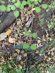 Coprosma rotundifolia