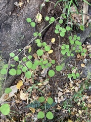 Coprosma rotundifolia