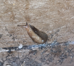 Limacoidea