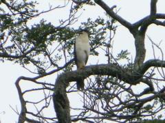 Micrastur semitorquatus