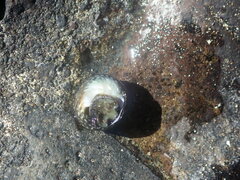 Trochoidea