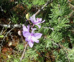 Calopogon tuberosus