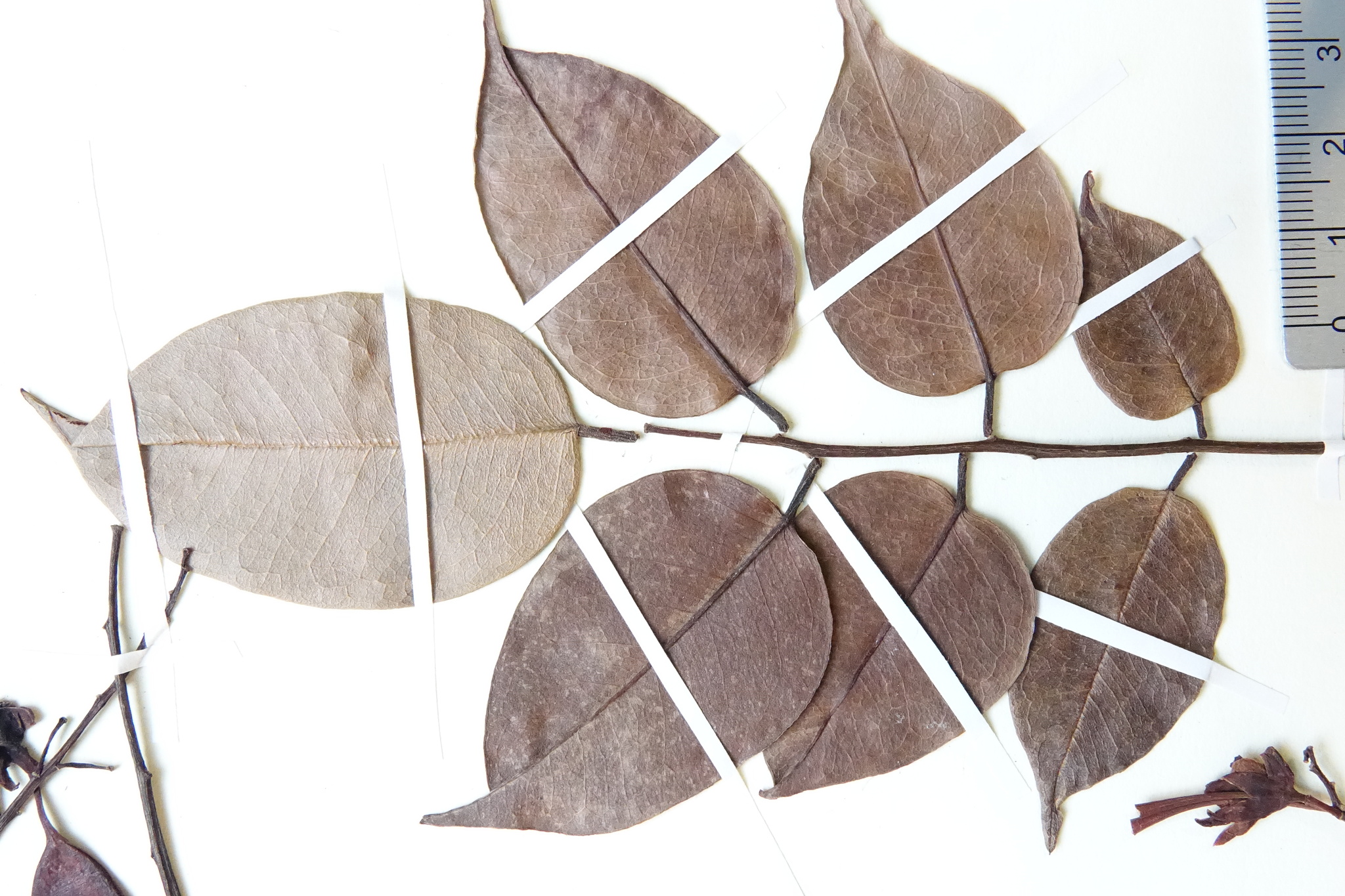Dalbergia normandii