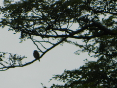 Glaucidium brasilianum
