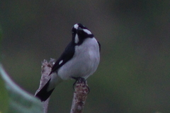 Sporophila lineola