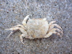 Hemigrapsus crenulatus