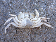 Hemigrapsus crenulatus