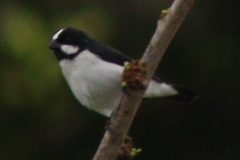 Sporophila lineola