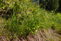 Carex gynandra