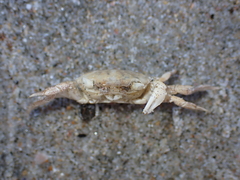 Hemigrapsus crenulatus