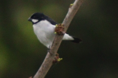 Sporophila lineola