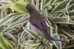 Sporophila lineola