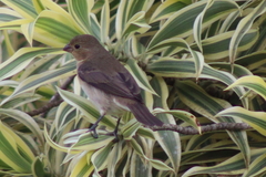 Sporophila lineola