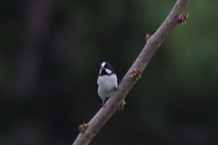 Sporophila lineola
