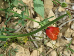 Glaucium corniculatum