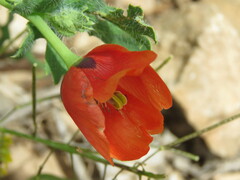Glaucium corniculatum