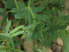 Glaucium corniculatum