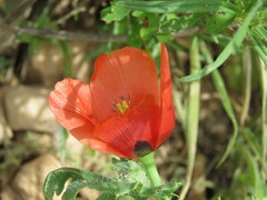 Glaucium corniculatum