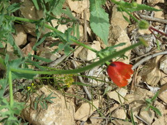 Glaucium corniculatum