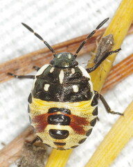 Carpocoris