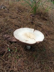 Agaricus arvensis