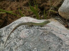 Podarcis melisellensis