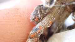 Smarididae