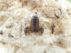 Euscorpius