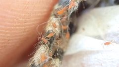 Smarididae